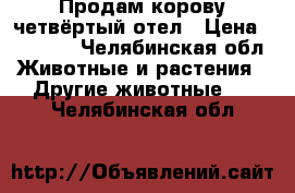 Продам корову четвёртый отел › Цена ­ 55 000 - Челябинская обл. Животные и растения » Другие животные   . Челябинская обл.